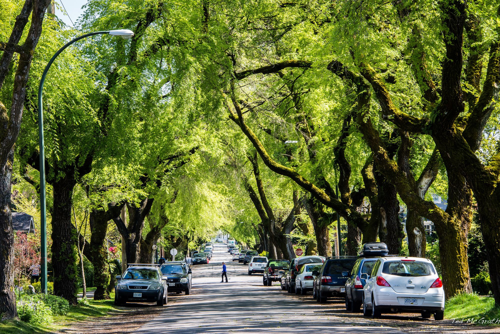 Analysis: Street Trees